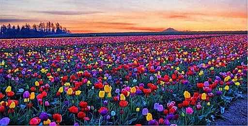 KONYA LALE BAHÇELERİ TURU 